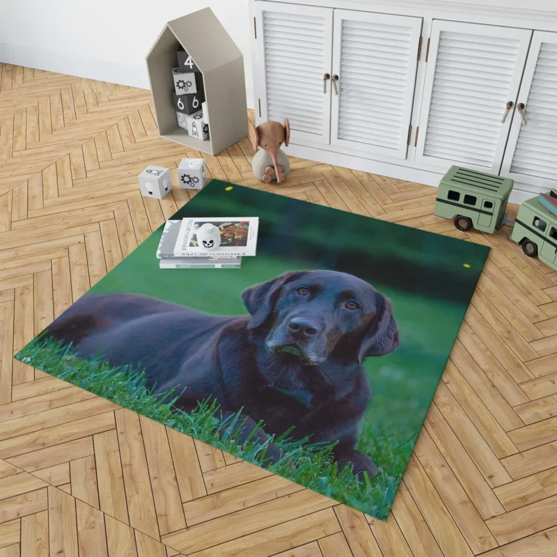 Quartet of Beauty: Labrador Depth of Field Floor Rug 1