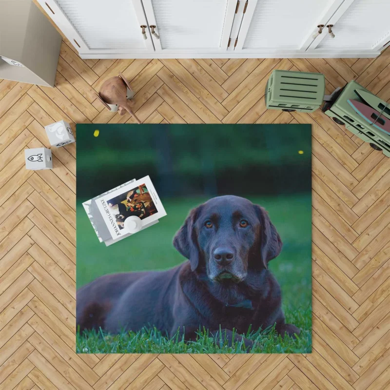 Quartet of Beauty: Labrador Depth of Field Floor Rug