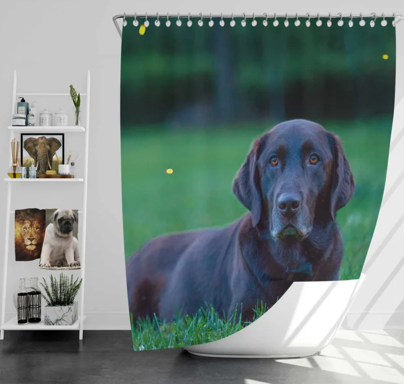 Quartet of Beauty: Labrador Depth of Field Shower Curtain