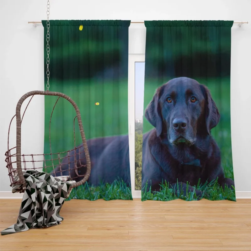 Quartet of Beauty: Labrador Depth of Field Window Curtain