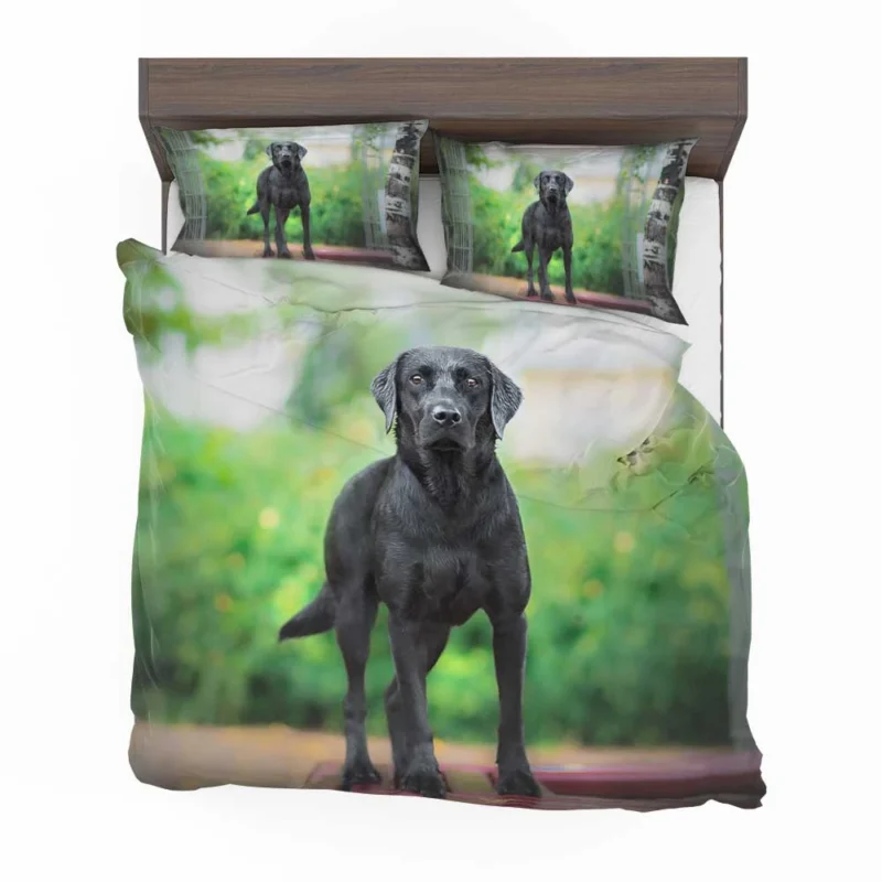 Quartet of Canines: Labrador Stares in Depth Bedding Set 1