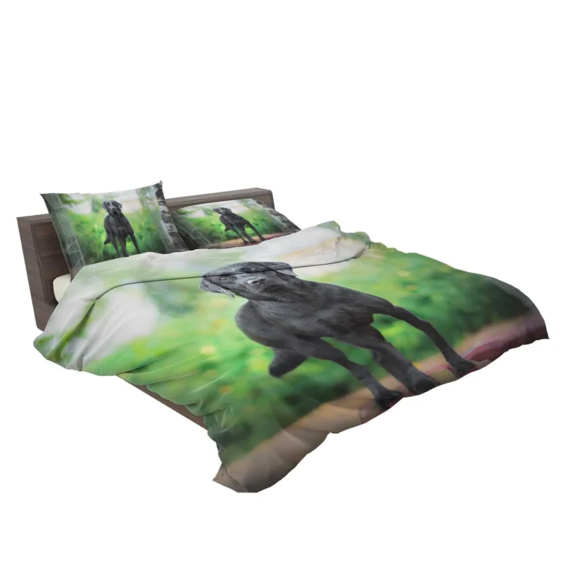 Quartet of Canines: Labrador Stares in Depth Bedding Set 2