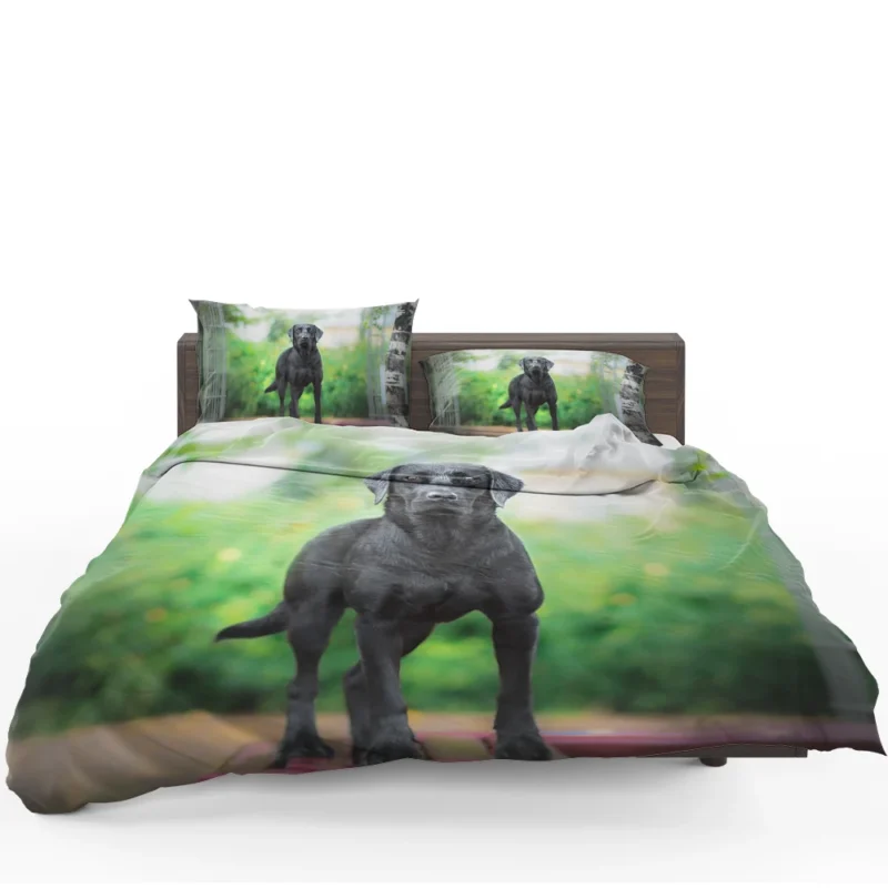 Quartet of Canines: Labrador Stares in Depth Bedding Set