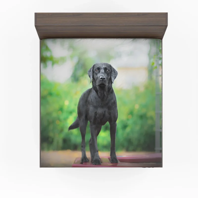 Quartet of Canines: Labrador Stares in Depth Fitted Sheet