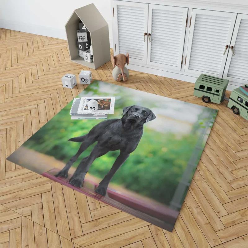 Quartet of Canines: Labrador Stares in Depth Floor Rug 1