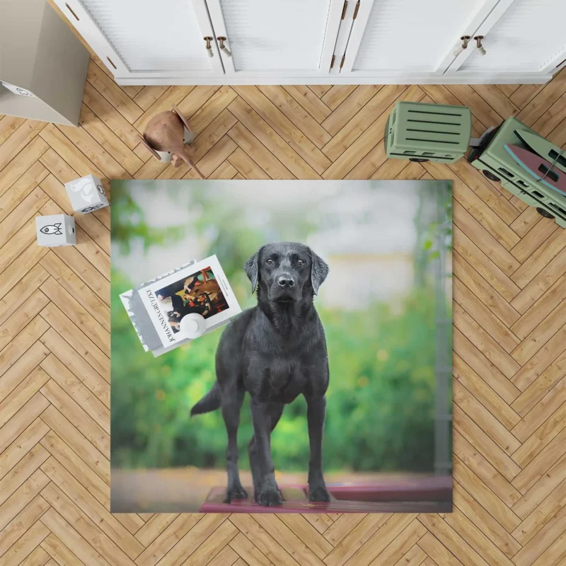 Quartet of Canines: Labrador Stares in Depth Floor Rug