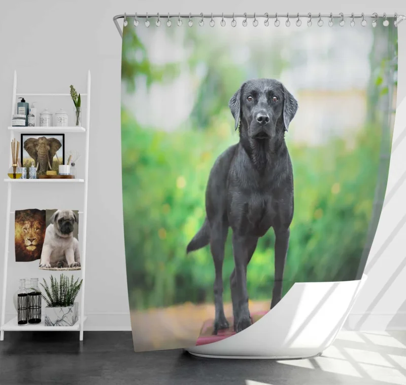 Quartet of Canines: Labrador Stares in Depth Shower Curtain