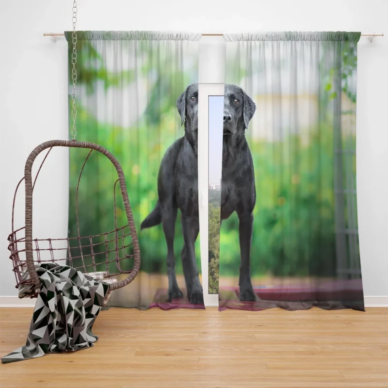 Quartet of Canines: Labrador Stares in Depth Window Curtain