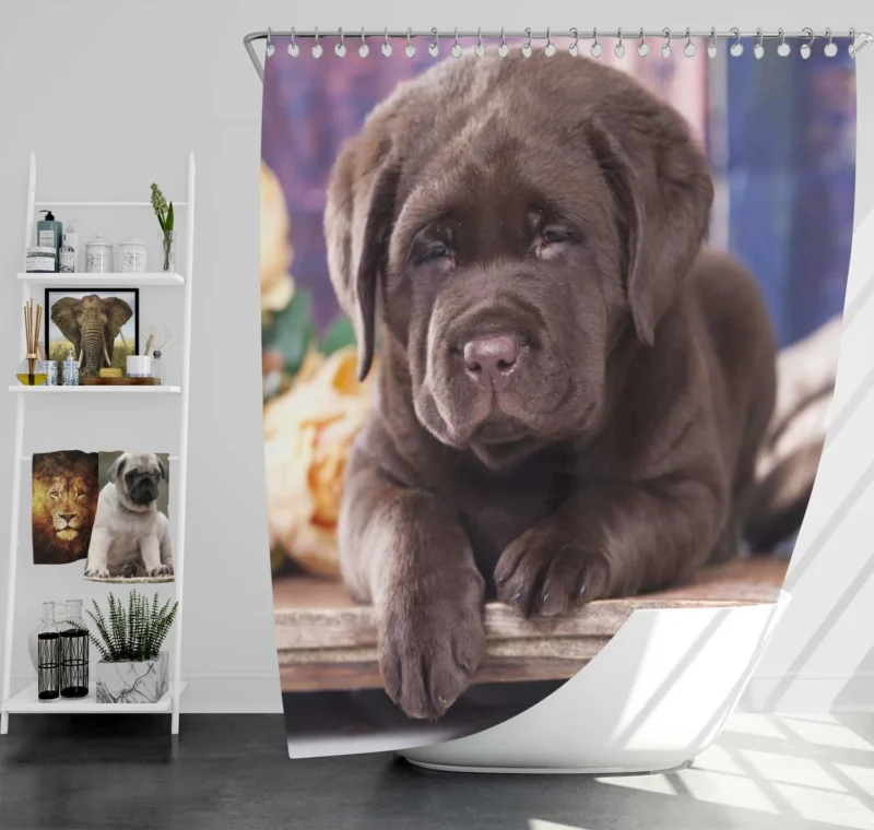 Quartet of Cuteness: Labrador Puppies Shower Curtain