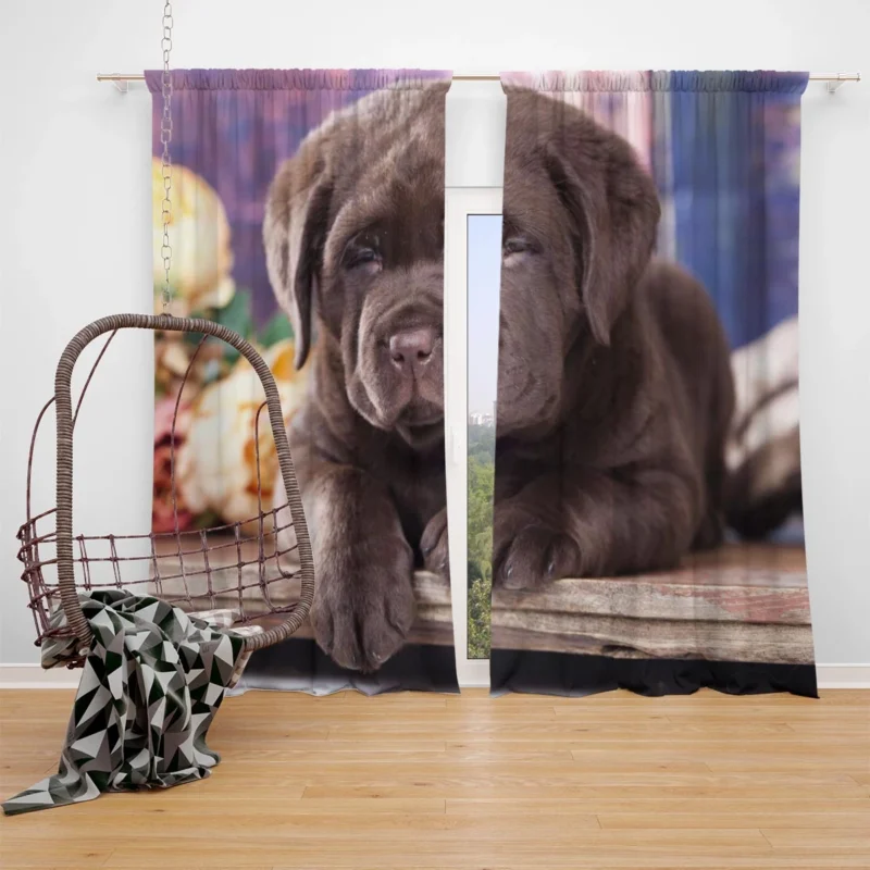 Quartet of Cuteness: Labrador Puppies Window Curtain