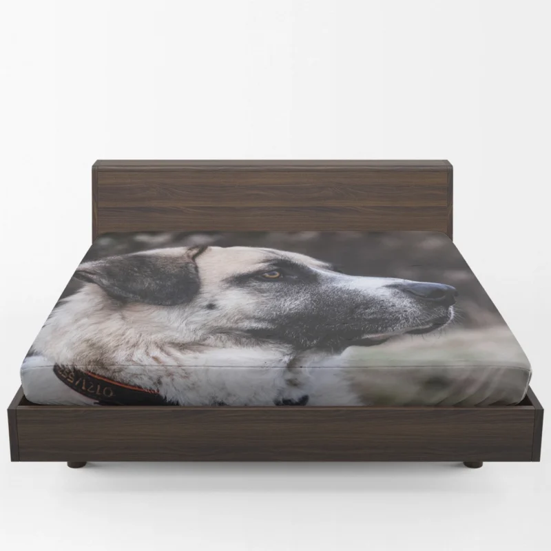 Quartet of Guardians: Kangal Shepherd Dogs Fitted Sheet 1