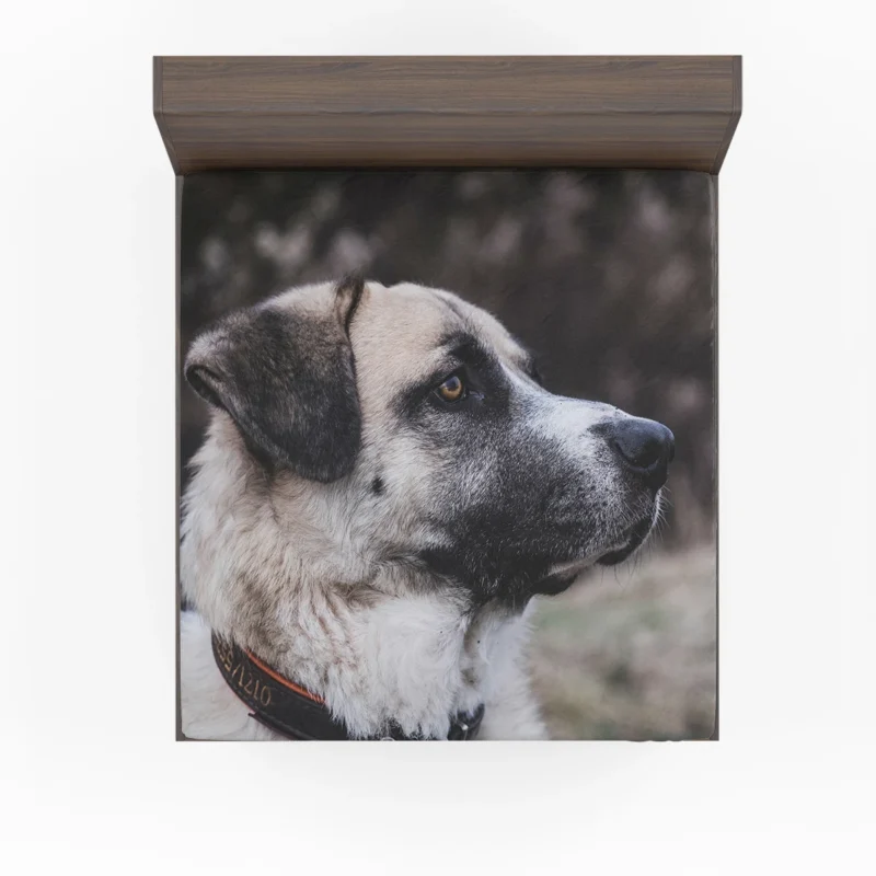 Quartet of Guardians: Kangal Shepherd Dogs Fitted Sheet