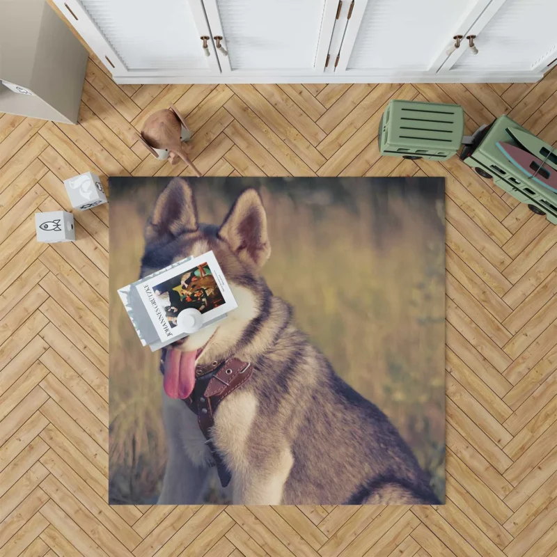 Quartet of Playful Canines: Husky Adventure Floor Rug