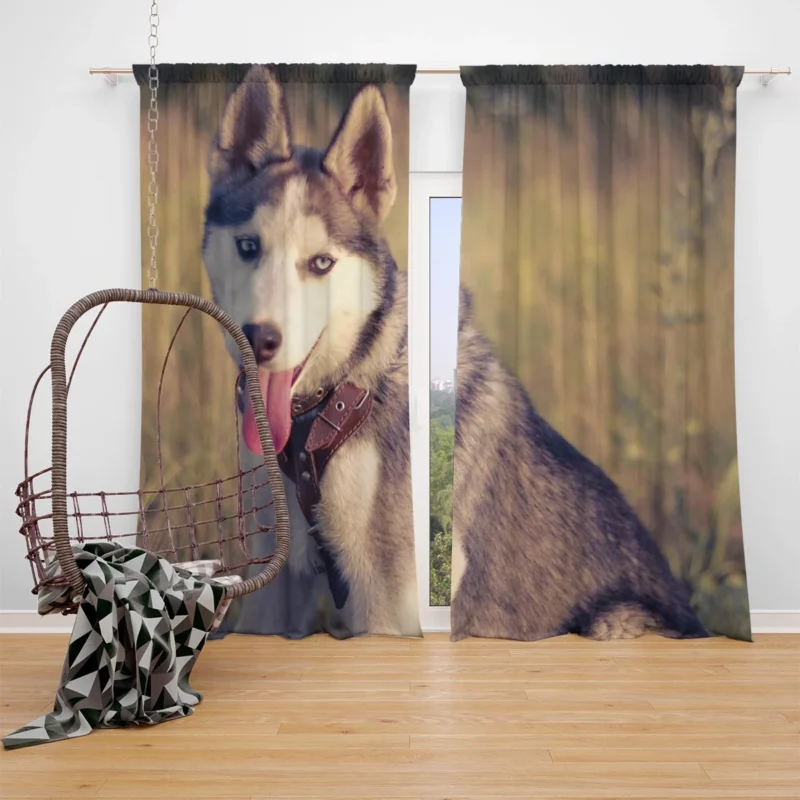 Quartet of Playful Canines: Husky Adventure Window Curtain