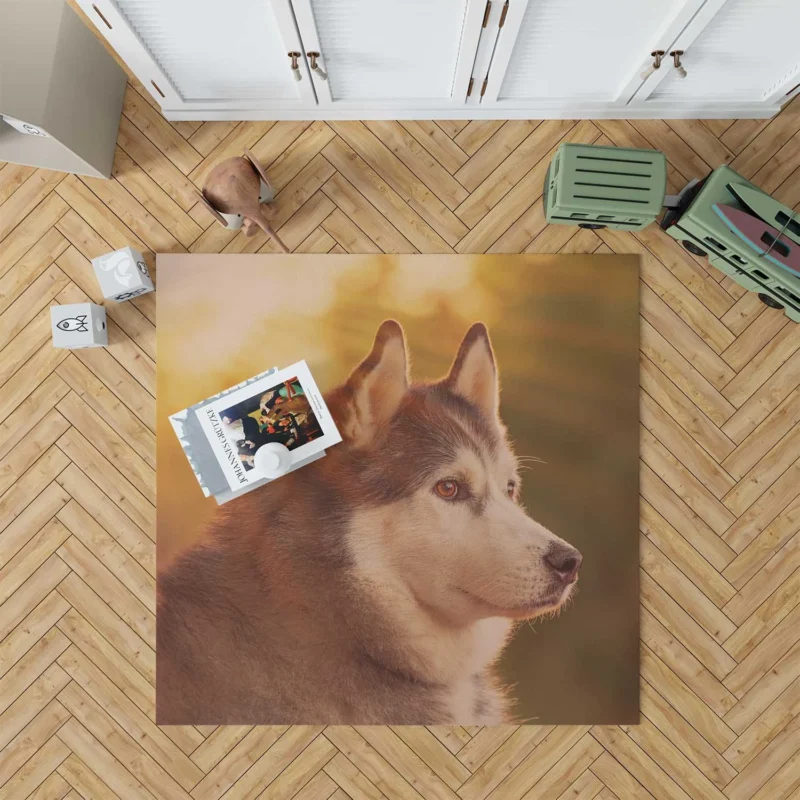 Quartet of Radiant Dogs: Husky Sunbeam Muzzles Floor Rug