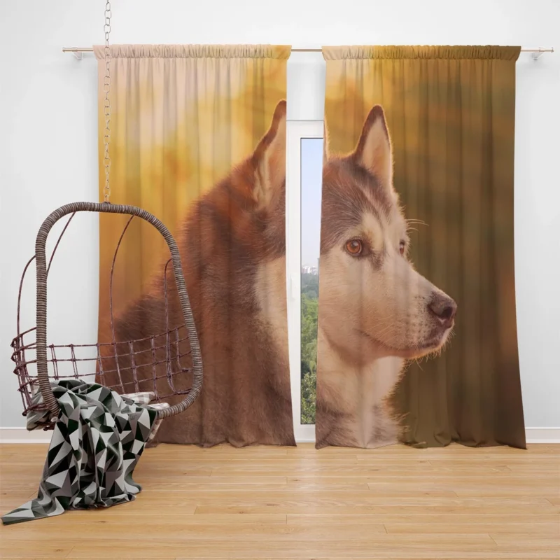 Quartet of Radiant Dogs: Husky Sunbeam Muzzles Window Curtain