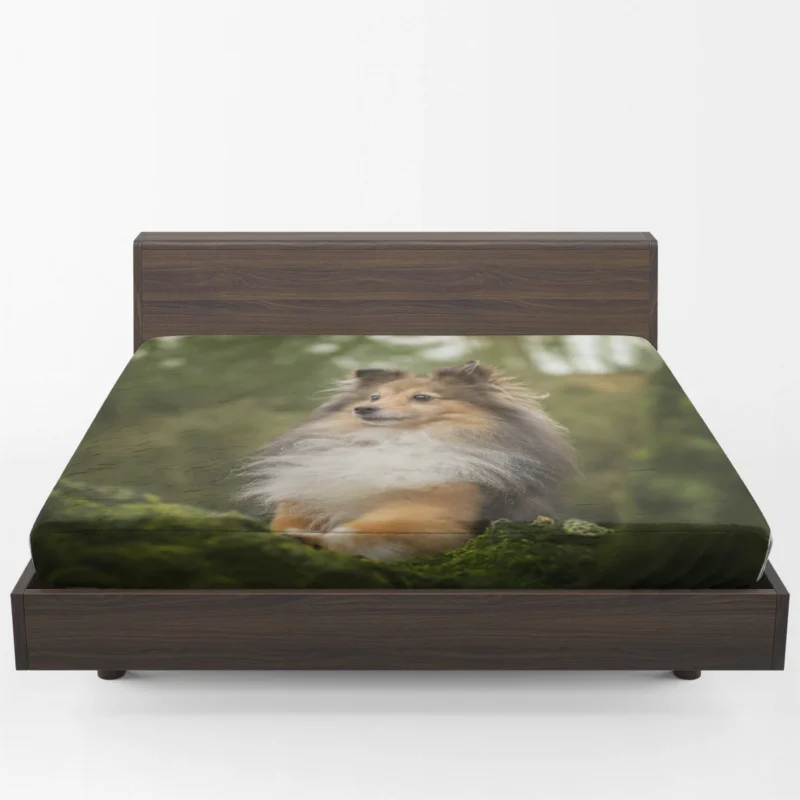 Radiant Shetland Loyal Sheepdog Ensemble: Quartet Fitted Sheet 1