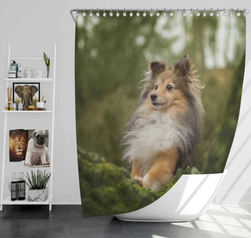 Radiant Shetland Loyal Sheepdog Ensemble: Quartet Shower Curtain