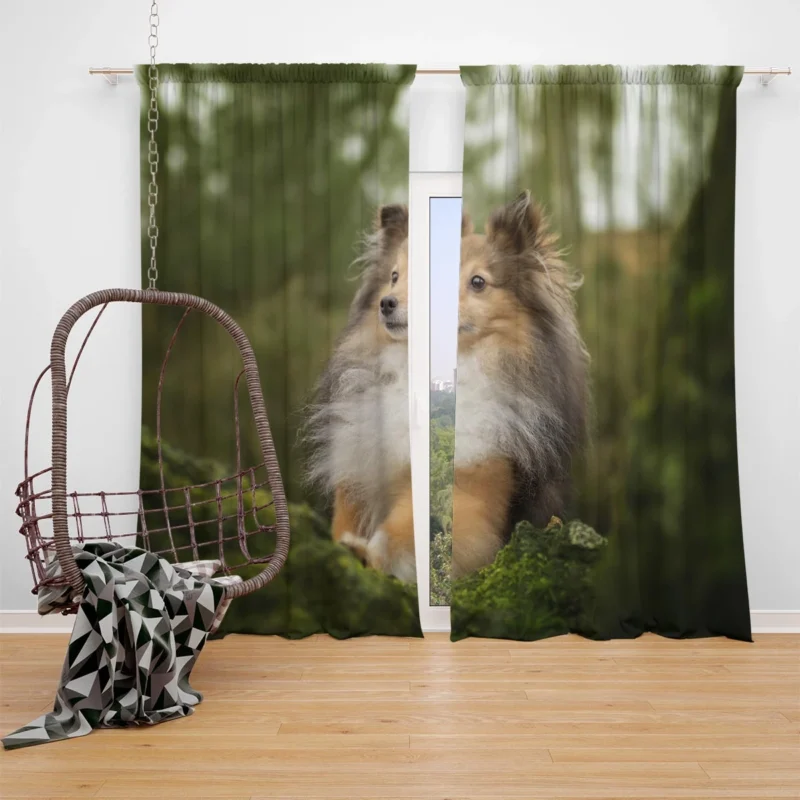 Radiant Shetland Loyal Sheepdog Ensemble: Quartet Window Curtain