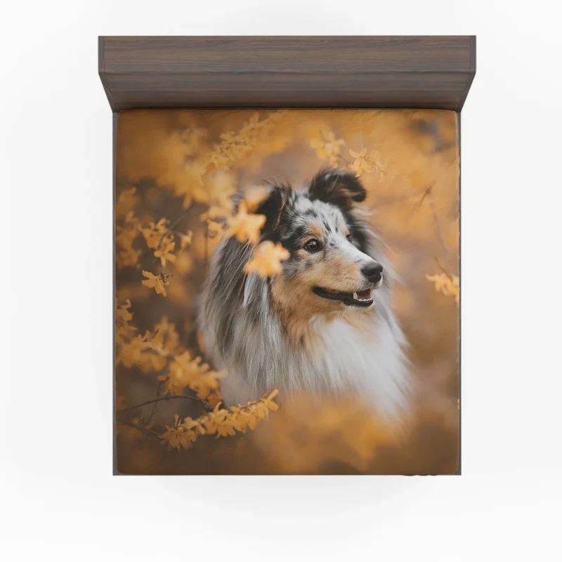 Radiant Shetland Sheepdog Ensemble: Quartet Fitted Sheet