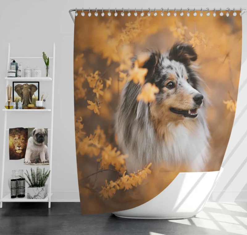 Radiant Shetland Sheepdog Ensemble: Quartet Shower Curtain