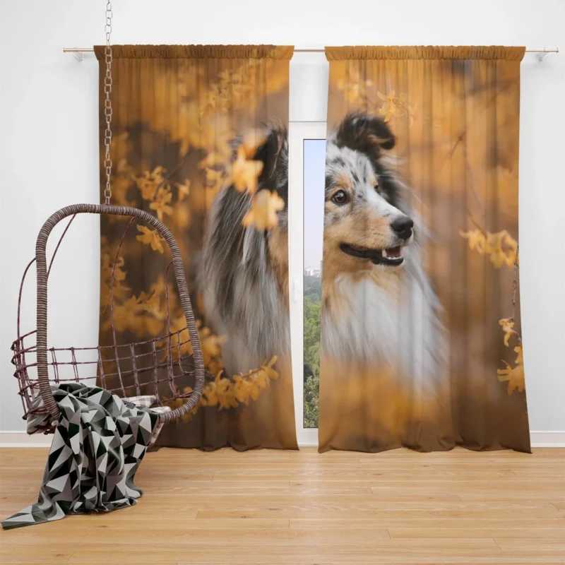 Radiant Shetland Sheepdog Ensemble: Quartet Window Curtain