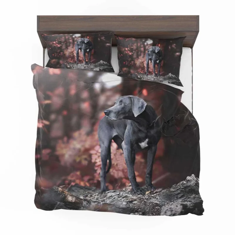 Radiant and Graceful: Weimaraner Quartet Bedding Set 1