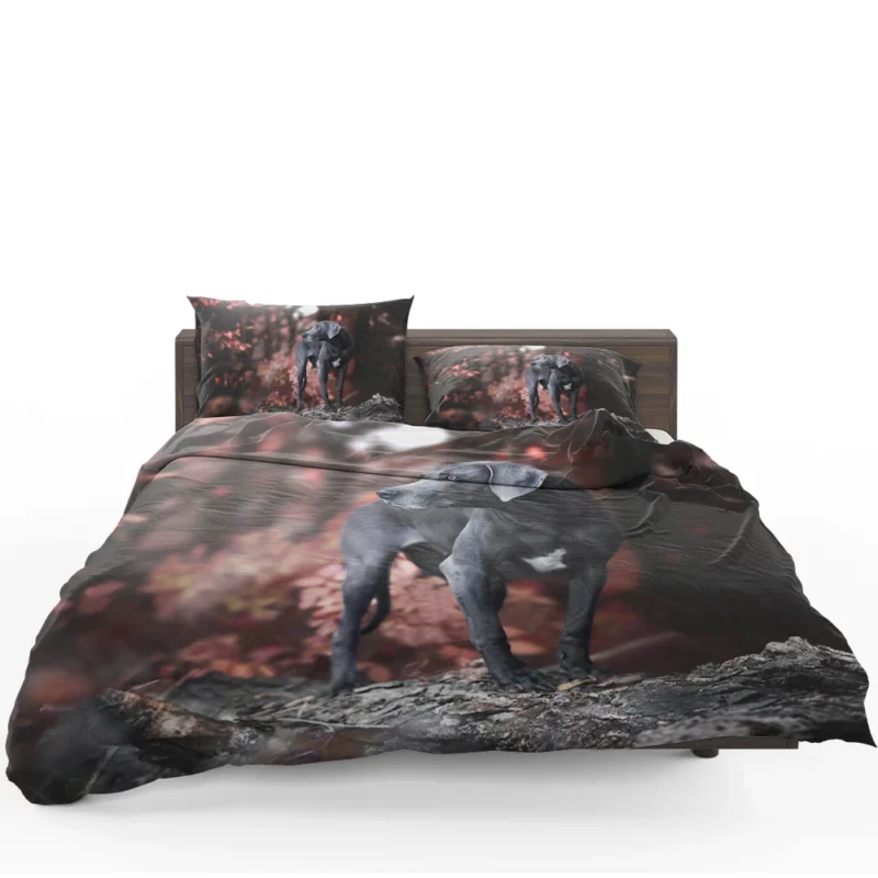 Radiant and Graceful: Weimaraner Quartet Bedding Set