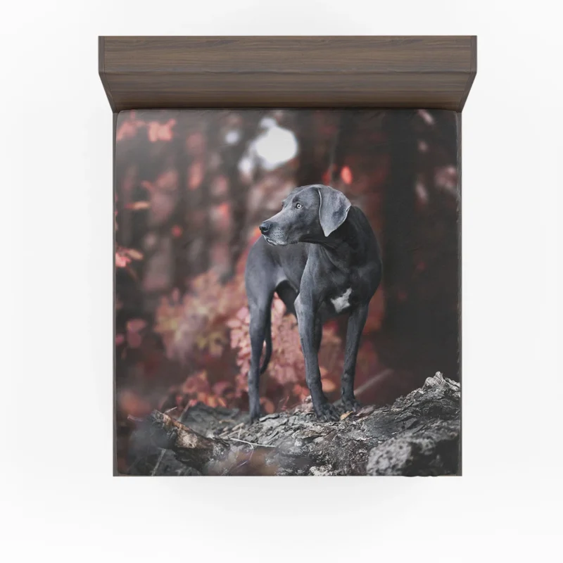 Radiant and Graceful: Weimaraner Quartet Fitted Sheet