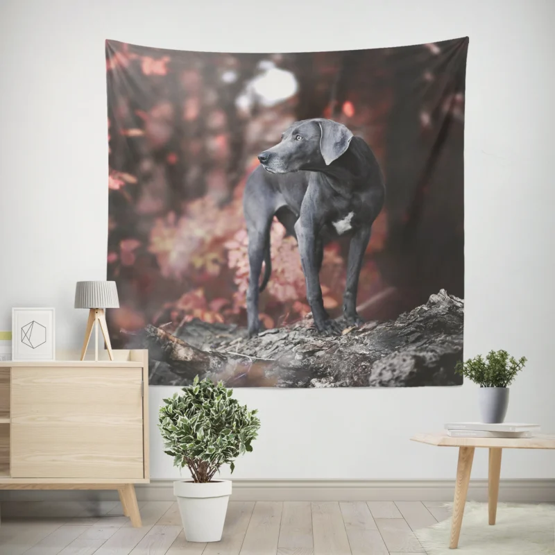 Radiant and Graceful  Weimaraner Quartet Wall Tapestry