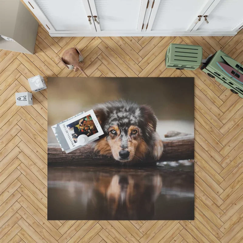 Reflective Canine Gaze: Australian Shepherd Floor Rug