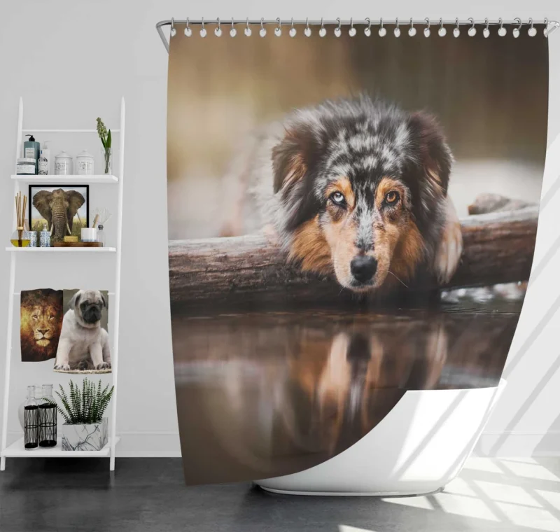 Reflective Canine Gaze: Australian Shepherd Shower Curtain