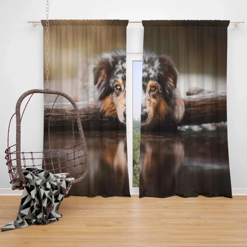 Reflective Canine Gaze: Australian Shepherd Window Curtain