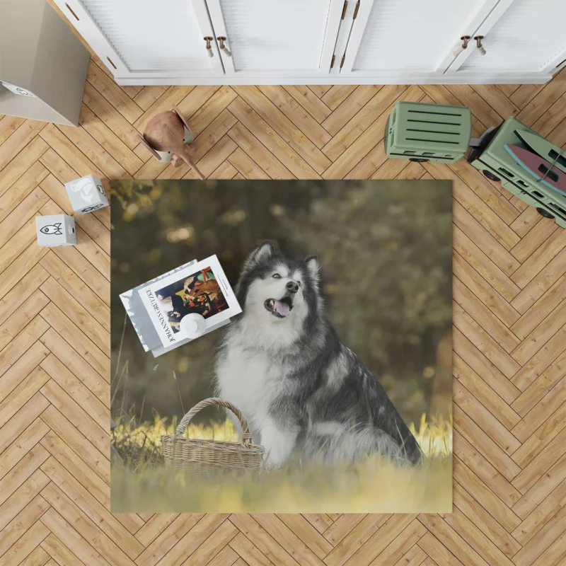 Regal Canine Presence: Alaskan Malamute Quartet Floor Rug