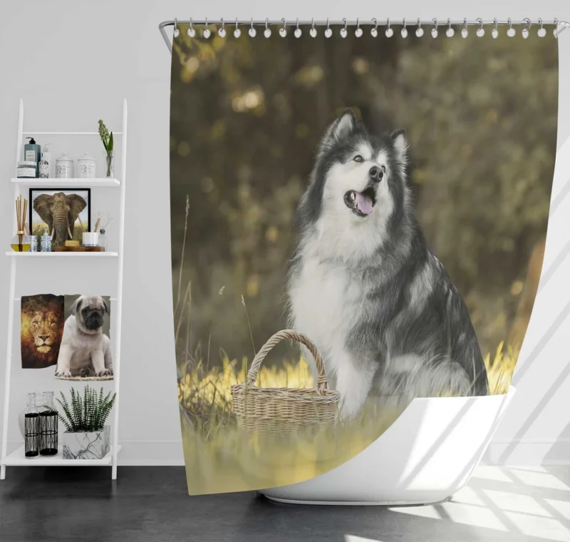 Regal Canine Presence: Alaskan Malamute Quartet Shower Curtain