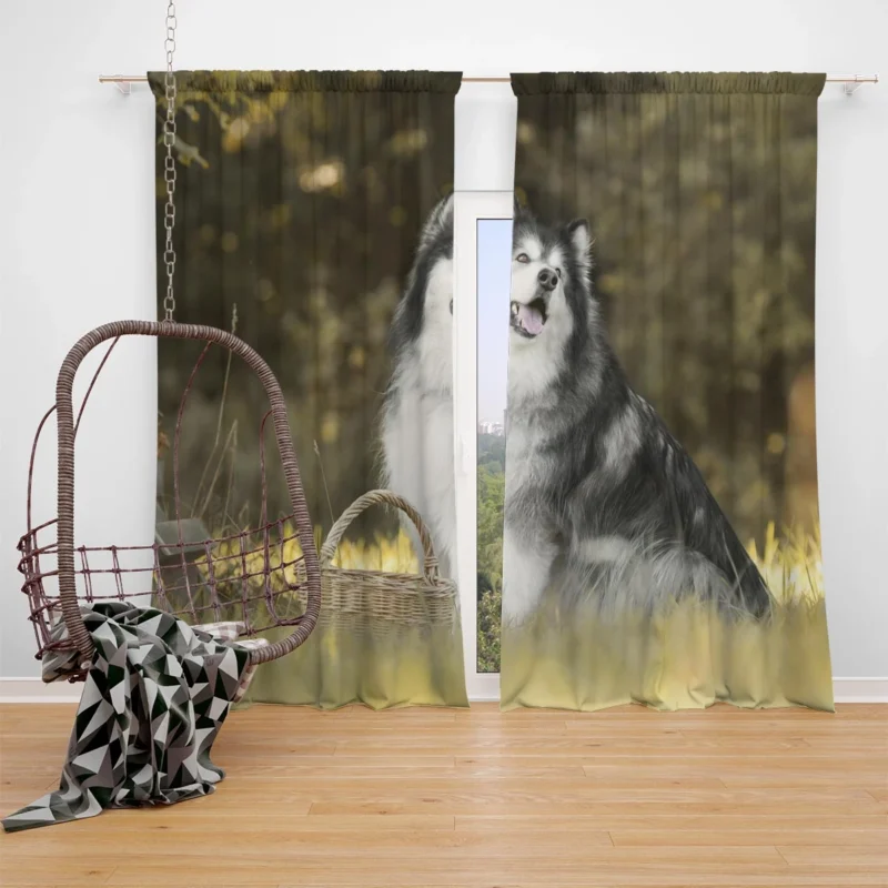 Regal Canine Presence: Alaskan Malamute Quartet Window Curtain