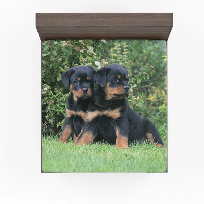 Rottweiler Beauty: Canine Quartet Fitted Sheet