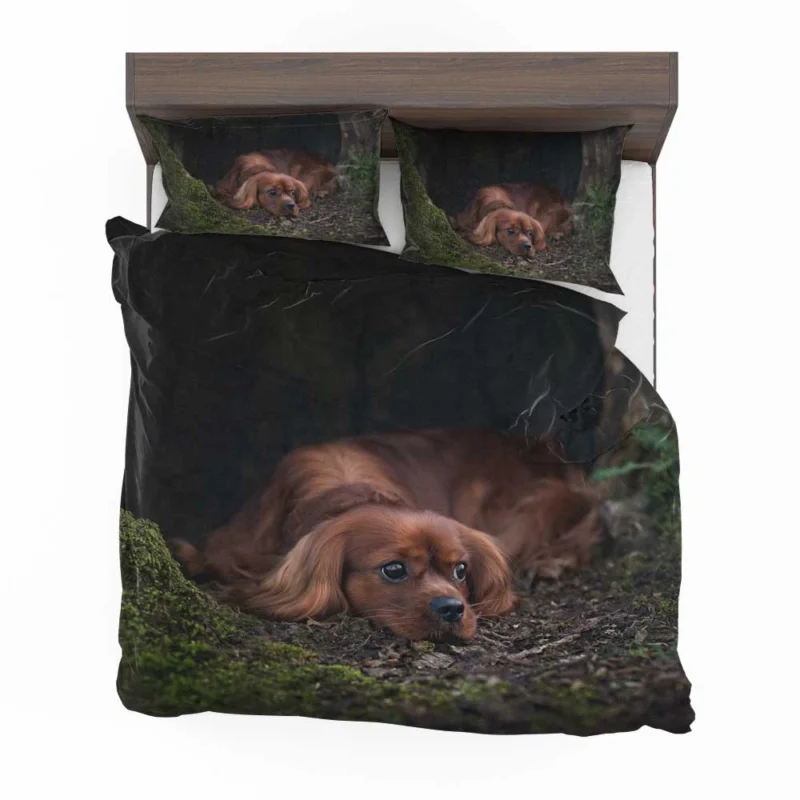 Royal Beauty Quartet: King Charles Spaniels Bedding Set 1