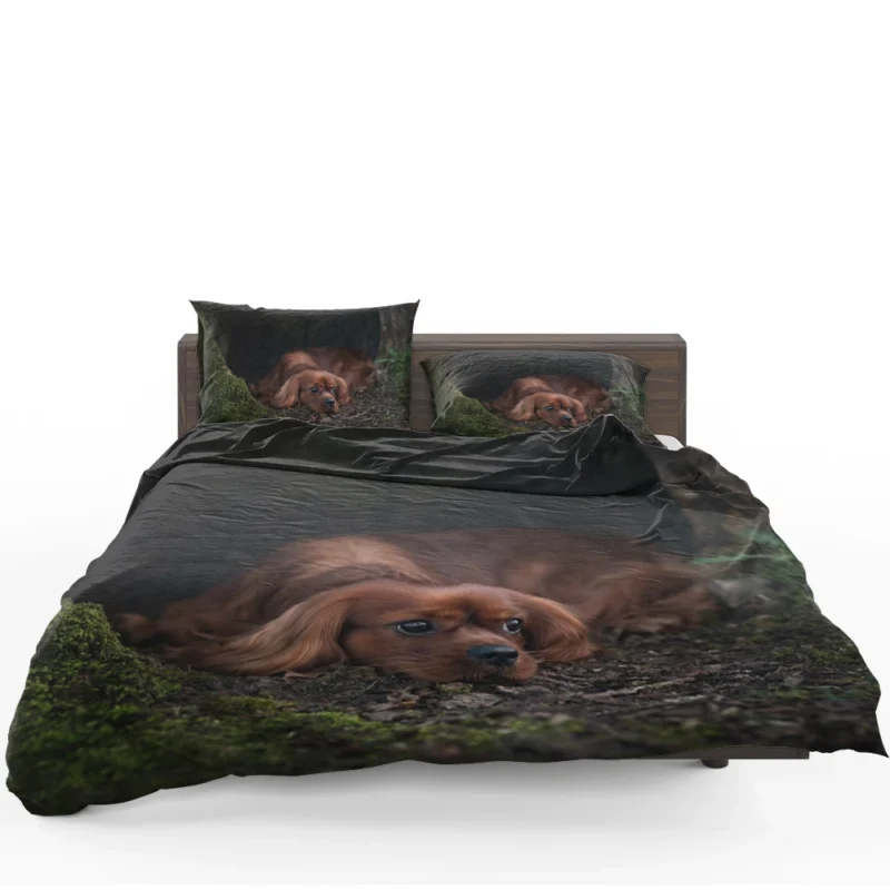 Royal Beauty Quartet: King Charles Spaniels Bedding Set