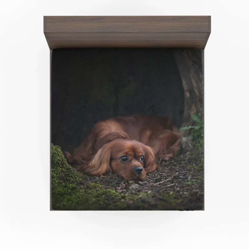 Royal Beauty Quartet: King Charles Spaniels Fitted Sheet