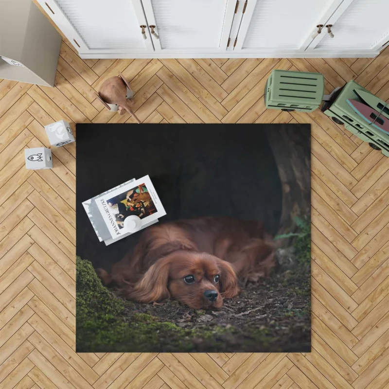 Royal Beauty Quartet: King Charles Spaniels Floor Rug