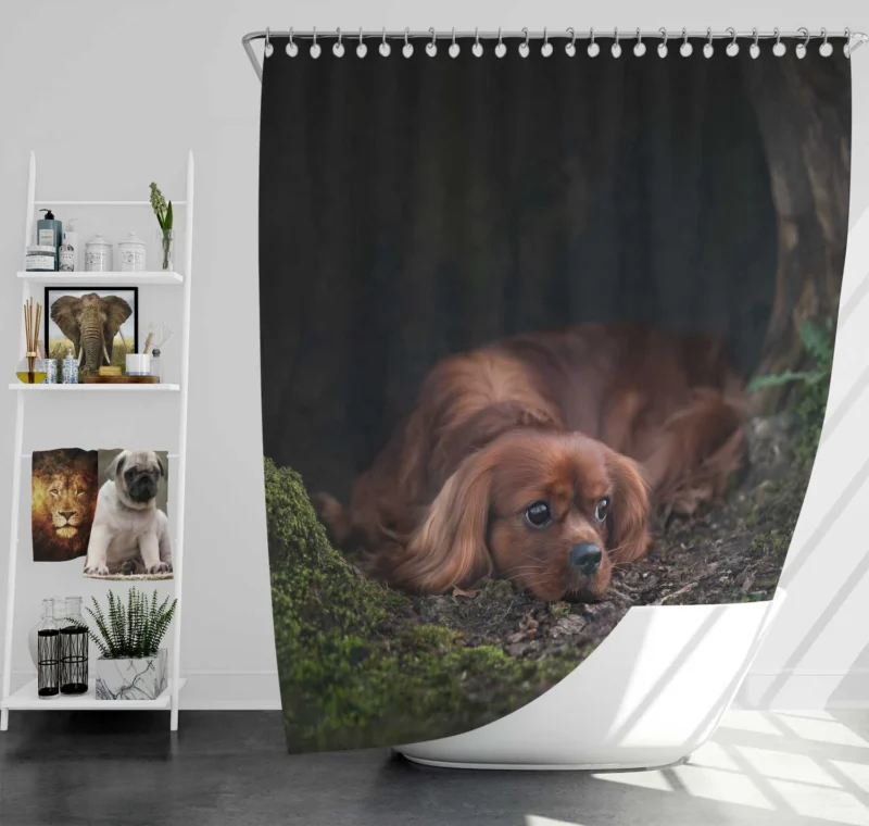 Royal Beauty Quartet: King Charles Spaniels Shower Curtain