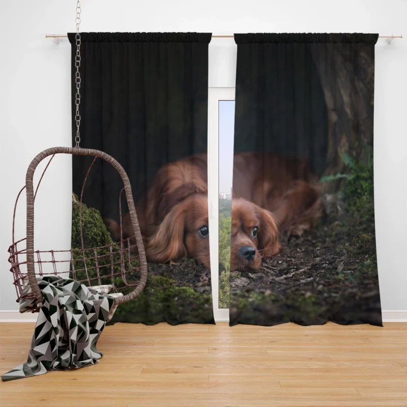 Royal Beauty Quartet: King Charles Spaniels Window Curtain