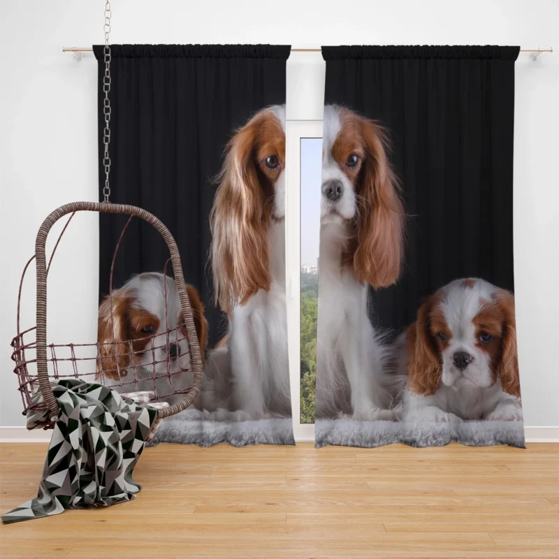 Royal Canine Charm: King Charles Spaniel and Puppies Window Curtain