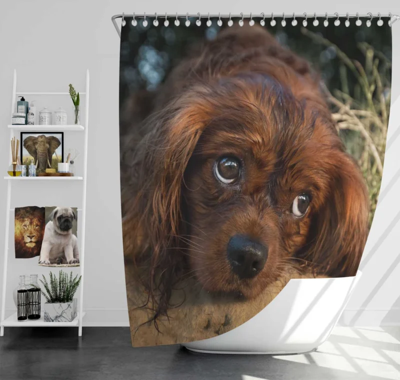 Royal Quartet of Canine Love: King Charles Spaniels Shower Curtain