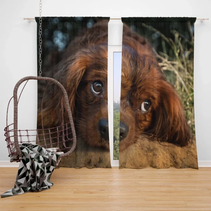 Royal Quartet of Canine Love: King Charles Spaniels Window Curtain