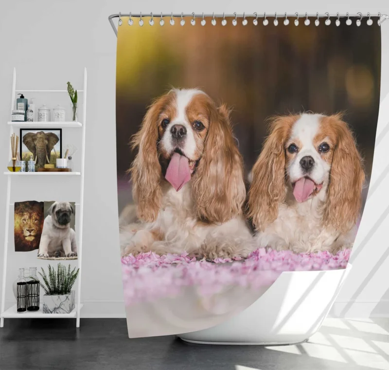 Royal Quartet of Charm: King Charles Spaniels Shower Curtain