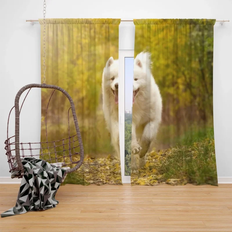 Samoyed Charm Dog: Quartet Window Curtain