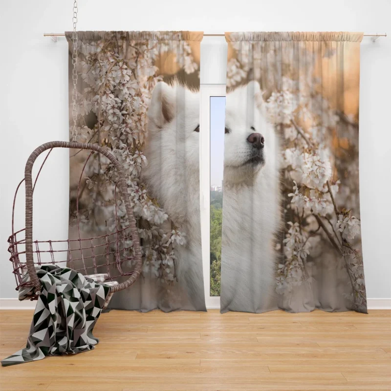 Samoyed Elegance: Quartet Window Curtain