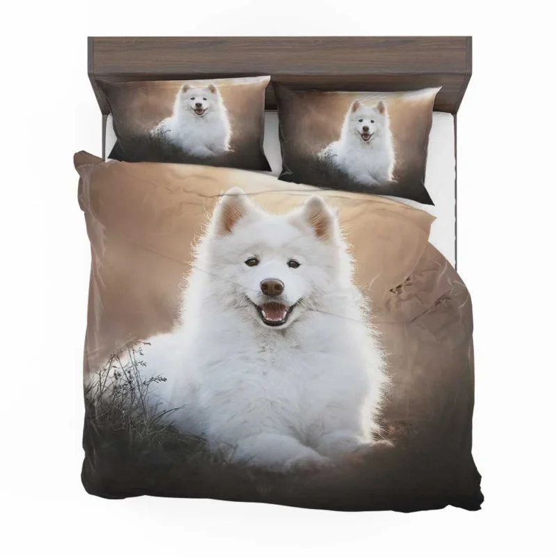 Samoyed Playful Charm: Quartet Bedding Set 1